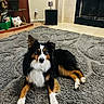 animal, carpet, curious, decor, dog, ears, eyes, fireplace, floor, fur, home, indoor, laying, living_room, pet, piggy_bank, relaxed, shelf, tile, tricolor