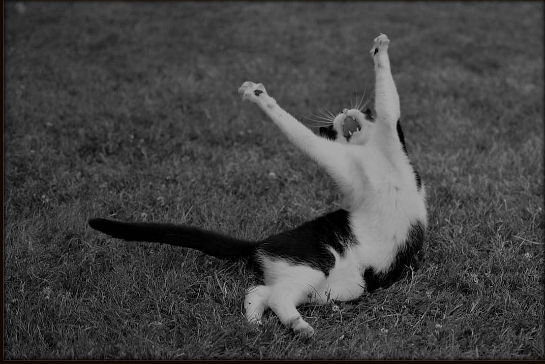 Cysko a rejoint le concours — aidez-le/la à gagner de superbes lots ! black_and_white, carnivore, cat, dog_breed, felidae, foot, fur, gesture, grass, grassland, human_leg, monochrome, monochrome_photography, paw, small_to_medium_sized_cats, snout, sporting_group, style, tail, whiskers
