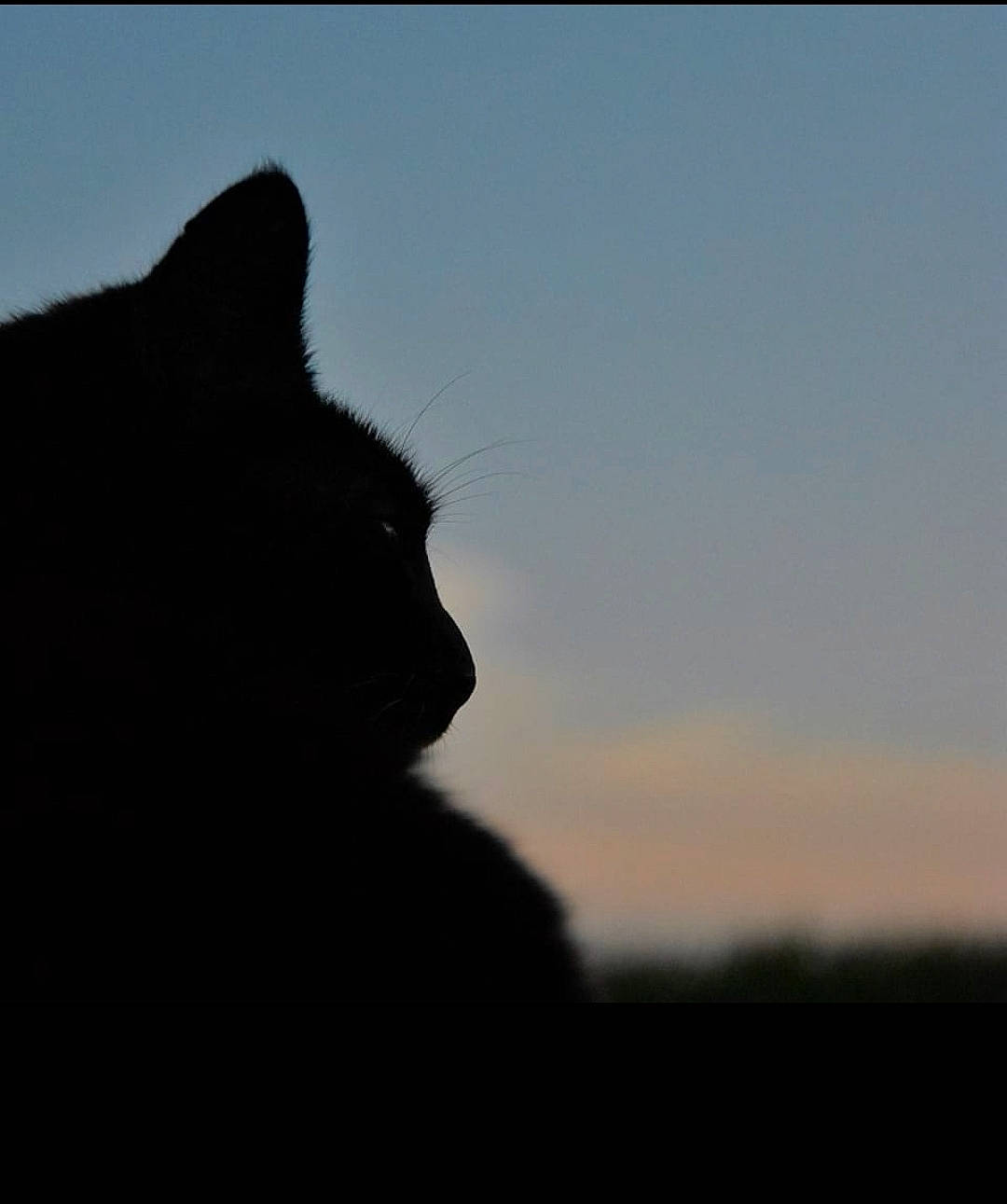 Dixie a rejoint le concours — aidez-le/la à gagner de superbes lots ! black_cat, carnivore, cat, darkness, domestic_short_haired_cat, evening, felidae, fur, landscape, monochrome_photography, plant, sky, small_to_medium_sized_cats, snout, tail, terrestrial_animal, tints_and_shades, tree, whiskers, wildlife