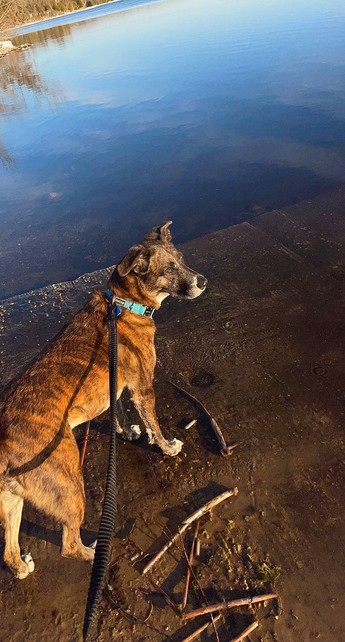 Zoe is registered to the contest to win money with this photo: canidae, carnivore, collar, dog, dog_breed, dog_collar, fawn, herding_dog, landscape, leash, mountainous_landforms, recreation, sky, slope, soil, sporting_group, terrestrial_animal, water, wildlife, working_animal