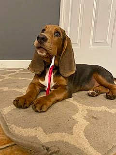 Flo joined the competition — help win amazing prizes! ancient_dog_breeds, canidae, carnivore, companion_dog, dog, dog_breed, dog_supply, door, fawn, hound, hunting_dog, liver, metal, pet_supply, scent_hound, snout, sporting_group, working_animal, working_dog