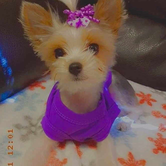 Precious is registered to the contest to win money with this photo: carnivore, collar, companion_dog, dog, dog_breed, dog_clothes, dog_supply, fashion_accessory, fawn, fur, party_hat, pet_supply, pink, purple, snout, sporting_group, terrier, toy, toy_dog, working_animal