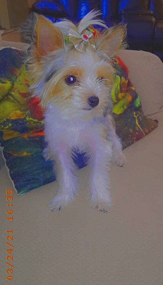 Precious is registered to the contest to win money with this photo: canidae, carnivore, companion_dog, dog, dog_breed, dog_supply, event, fashion_accessory, fawn, fur, non_sporting_group, small_terrier, snout, sporting_group, tail, terrier, toy_dog, working_animal, yorkipoo