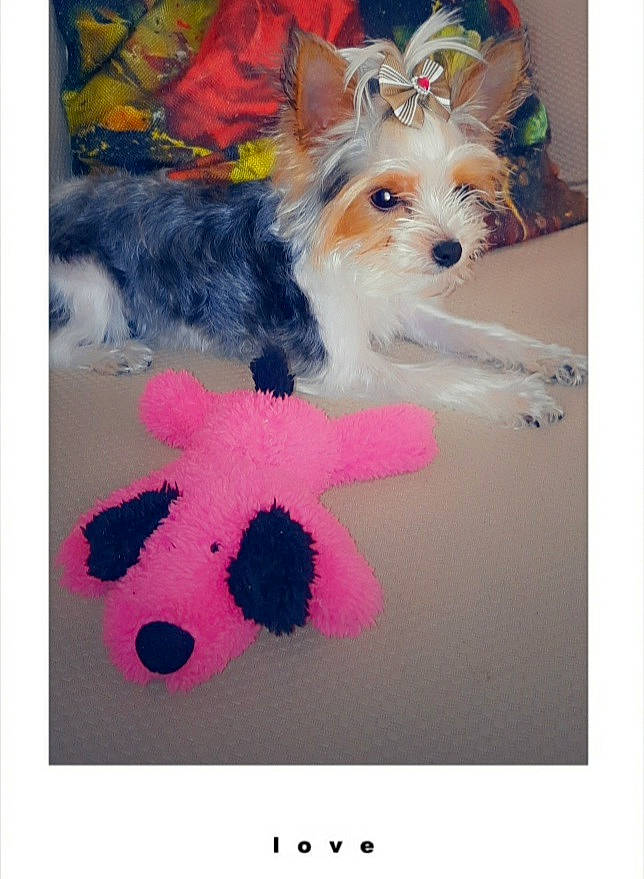 Precious is registered to the contest to win money with this photo: art, canidae, carnivore, companion_dog, dog, dog_breed, dog_supply, fashion_accessory, fawn, font, magenta, pet_supply, pink, sporting_group, sunglasses, terrier, toy, toy_dog, water_dog, working_animal