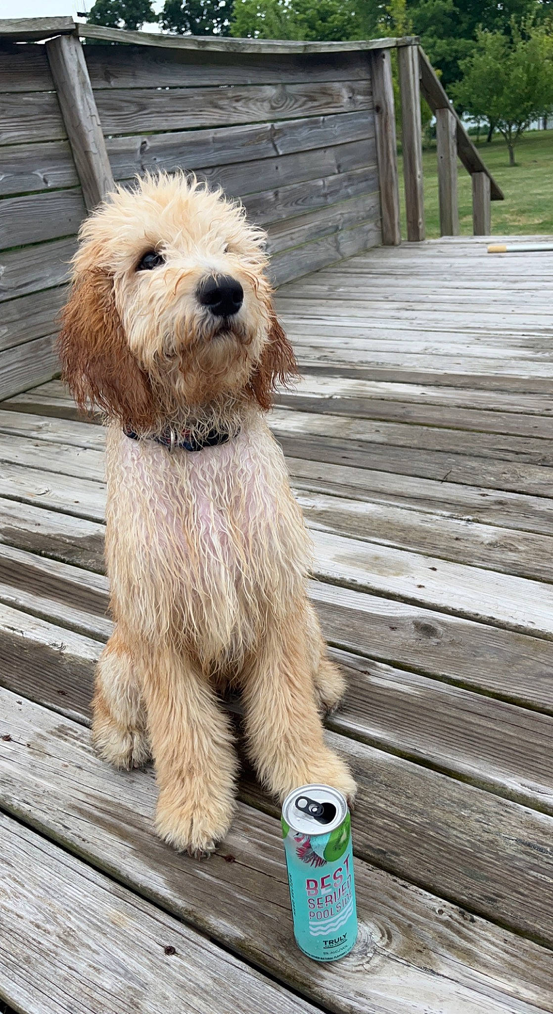 June is registered to the contest to win money with this photo: aluminum_can, beverage_can, canidae, carnivore, companion_dog, dog, dog_breed, dog_collar, fawn, fur, hardwood, plank, small_terrier, snout, sporting_group, terrier, tin_can, water_dog, wood, wood_stain