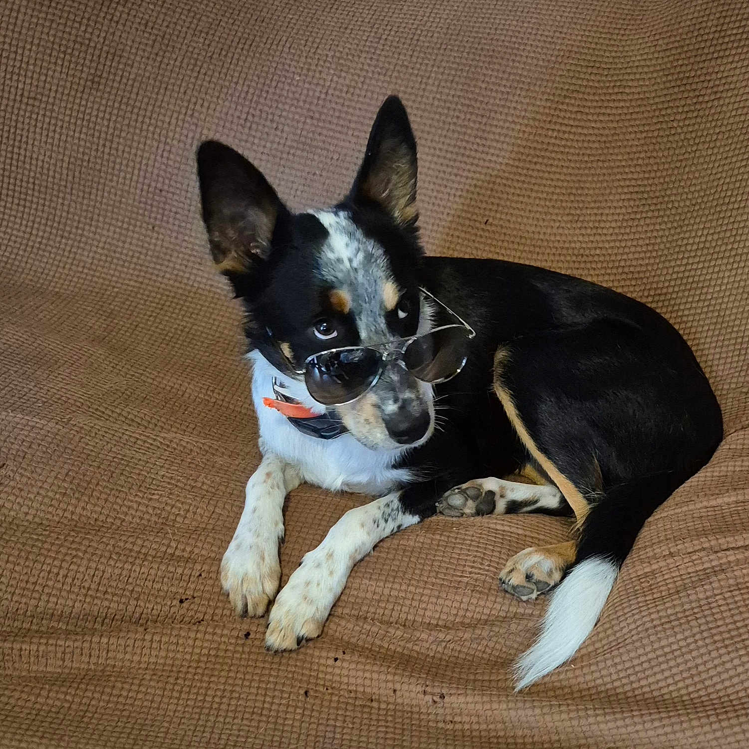 Pistol