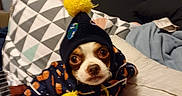Peewee is registered to the contest to win money with this photo: dog, boston_terrier, puppy, pet, animal, portrait, costume, hat, pom_pom, winter, clothing, bed, bedroom, pillow, blanket, indoor, sitting, looking_at_camera, cute, funny
