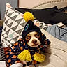 dog, boston_terrier, puppy, pet, animal, portrait, costume, hat, pom_pom, winter, clothing, bed, bedroom, pillow, blanket, indoor, sitting, looking_at_camera, cute, funny