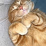 cat, orange_tabby, sleeping, cozy, paws, fur, whiskers, closeup, pet, nap, relaxed, cute, animal, mammal, indoor, soft, comfort, feline, resting, adorable