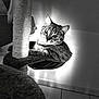 cat, tabby_cat, cat_tree, scratching_post, pet, indoor, black_and_white, fur, whiskers, ears, floor_tiles, perch, animal, cute, curious, relaxed, feline, closeup, portrait, pet_accessory