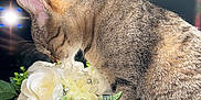Chanel a rejoint le concours — aidez-le/la à gagner de superbes lots ! cat, tabby_cat, flower, bouquet, indoor, black_pot, white_flower, curious, sniffing, window_light, rainbow_reflection, plant, pet, feline, animal, closeup, table, domestic_cat, fur, whiskers