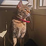 cat, tabby, indoor, sunlight, window, collar, pet, feline, shadow, sitting, animal, domestic, whiskers, ears, fur, looking_outside, calm, quiet, home, light