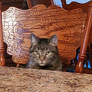 Kit joined the competition — help win amazing prizes! cat, tabby, feline, animal, pet, chair, wooden_chair, carved_chair, tabletop, granite_table, indoor, home, furniture, domestic_animal, sitting, looking, ears, whiskers, face, blurred