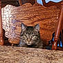 cat, tabby, feline, animal, pet, chair, wooden_chair, carved_chair, tabletop, granite_table, indoor, home, furniture, domestic_animal, sitting, looking, ears, whiskers, face, blurred