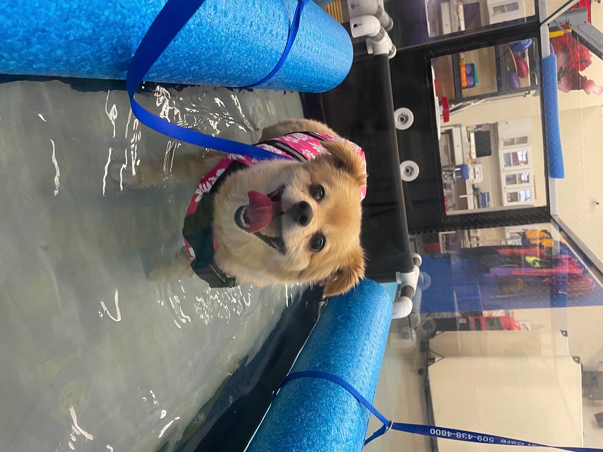 Mia is registered to the contest to win money with this photo: automotive_exterior, bookcase, canidae, carnivore, companion_dog, dog, dog_breed, electric_blue, flooring, fun, fur, machine, motor_vehicle, plush, shelf, snout, sporting_group, stuffed_toy, toy, vehicle_door