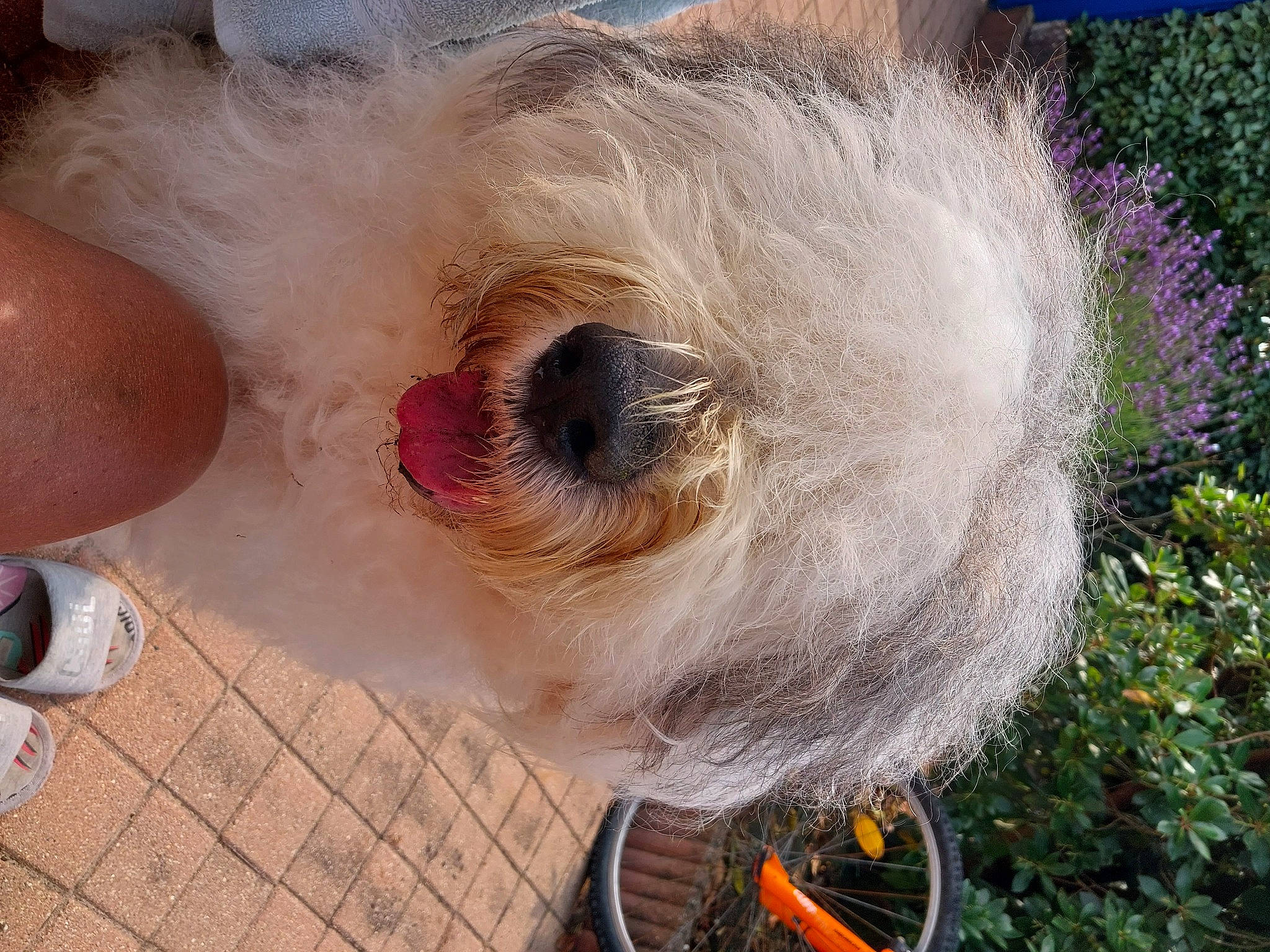 Noam participe au concours pour gagner de l'argent avec cette photo : canidae, carnivore, circle, collar, companion_dog, dog, dog_breed, dog_collar, fur, grass, plant, small_terrier, snout, sporting_group, sunglasses, terrier, tire, toy_dog, wheel, working_animal