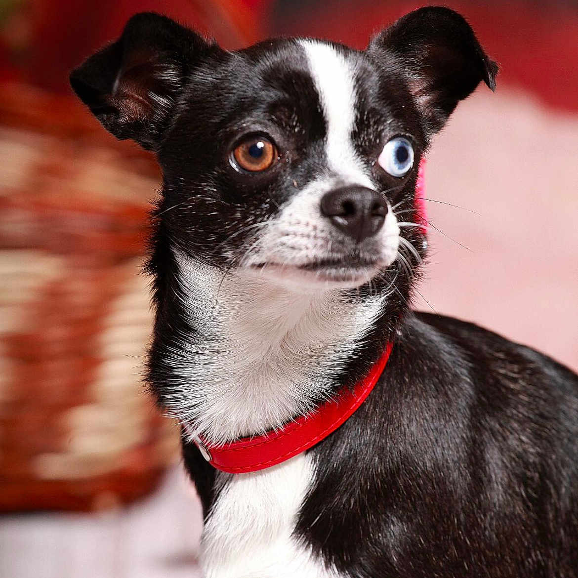 Sparrow participe au concours pour gagner de l'argent avec cette photo : animal, bostonbull, bulldog, canine, chihuahua, dog, pet, pug, puppy