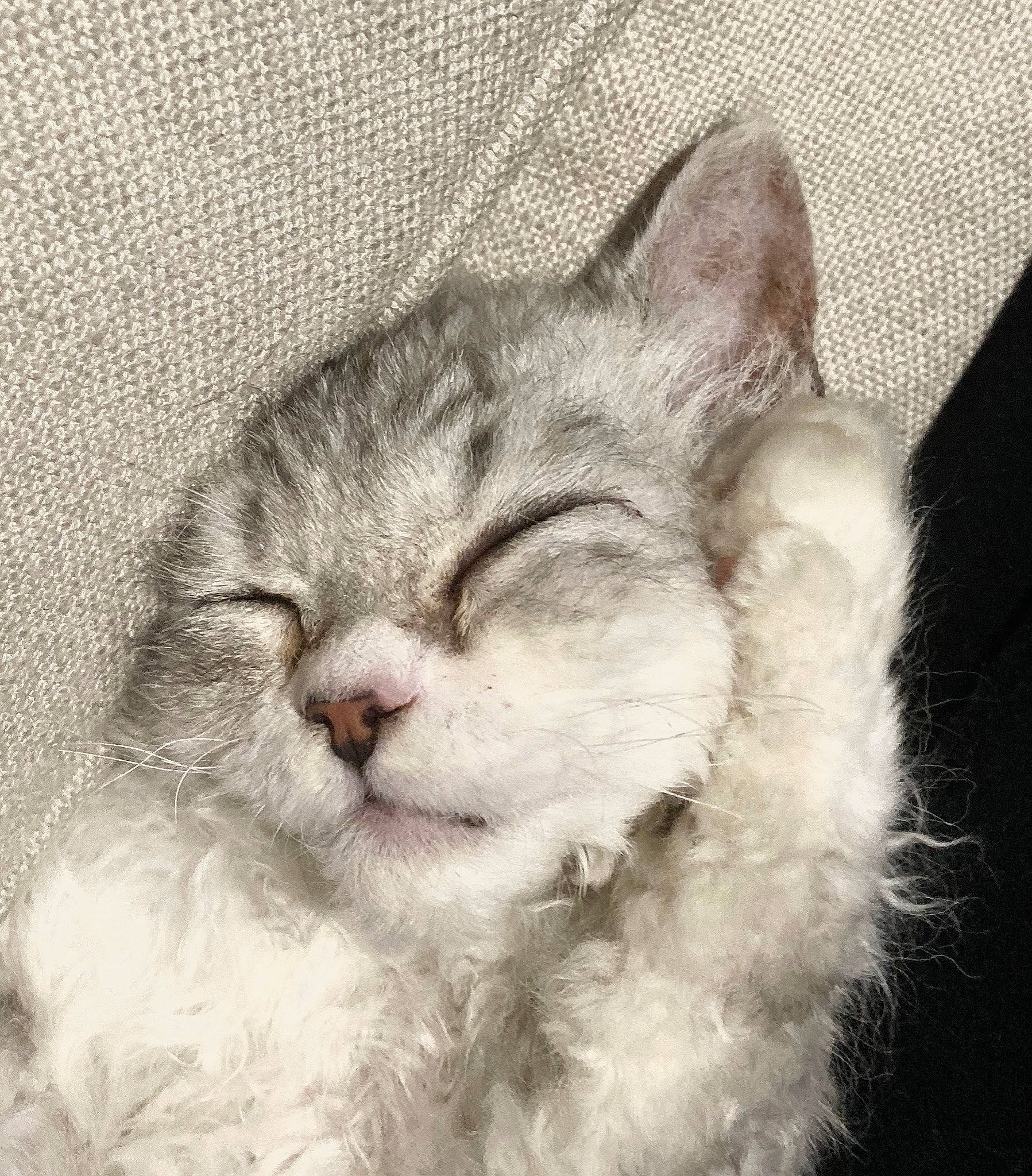 Navarro joined the competition — help win amazing prizes! american_wirehair, asian, british_semi_longhair, carnivore, cat, close_up, domestic_short_haired_cat, ear, european_shorthair, eye, felidae, fur, kitten, nap, nose, sleep, small_to_medium_sized_cats, snout, tabby_cat, whiskers