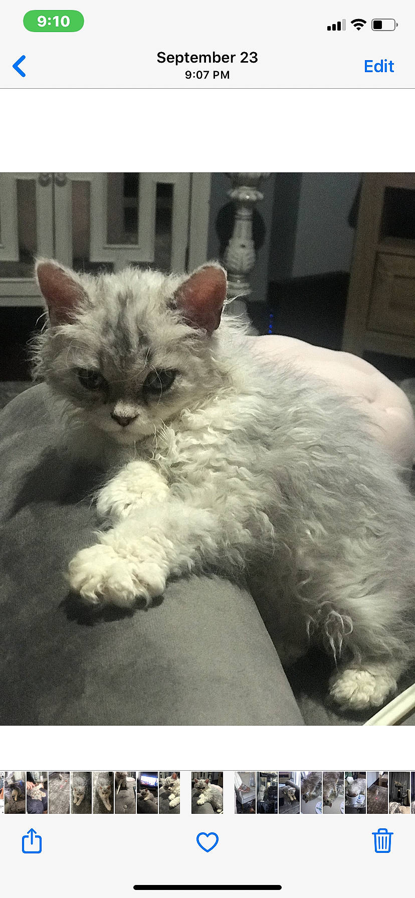 Navarro is registered to the contest to win money with this photo: asian, british_longhair, british_semi_longhair, carnivore, cat, domestic_long_haired_cat, ear, felidae, kitten, mammal, persian, ragdoll, selkirk_rex, small_to_medium_sized_cats, tail, vertebrate, whiskers