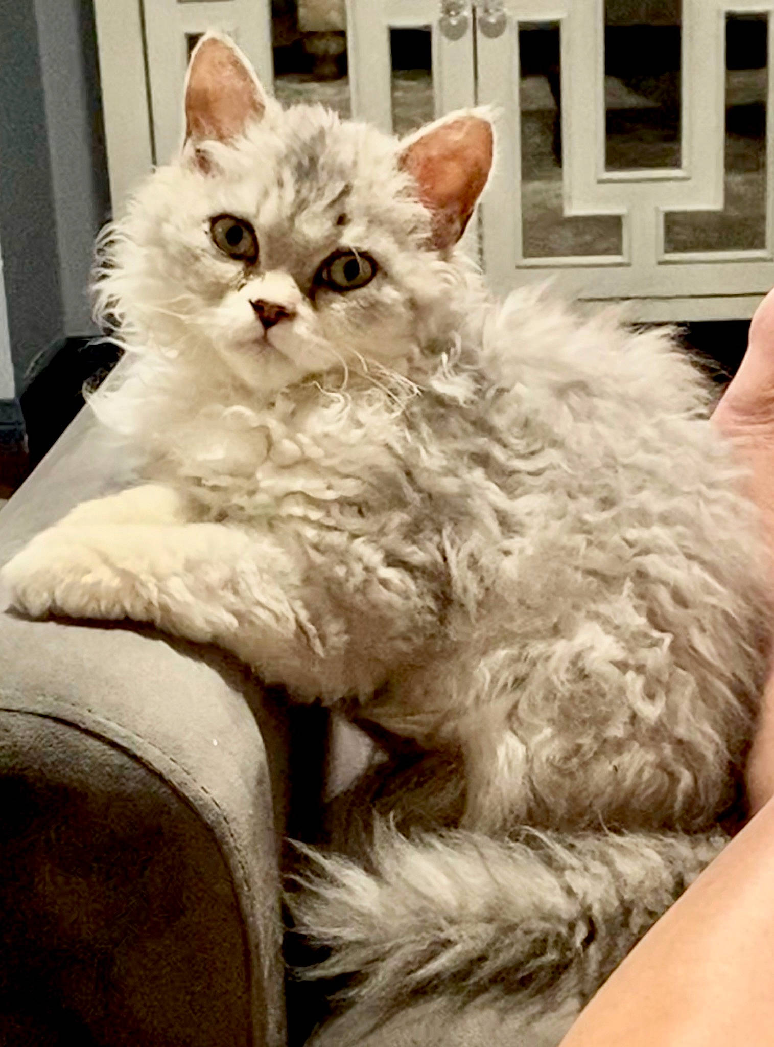 Navarro joined the competition — help win amazing prizes! asian, asian_semi_longhair, british_longhair, british_semi_longhair, burmilla, carnivore, cat, domestic_long_haired_cat, felidae, fur, kitten, mammal, persian, ragdoll, selkirk_rex, siberian, small_to_medium_sized_cats, turkish_angora, vertebrate, whiskers