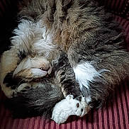 Sassy is registered to the contest to win money with this photo: cat, fluffy, sleeping, curled_up, fur, paw, striped_cushion, indoor, pet, relaxed, animal, whiskers, cozy, feline, resting, tabby, white_paws, cute, domestic_cat, close_up