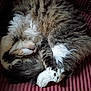 animal, cat, close_up, cozy, curled_up, cute, domestic_cat, feline, fluffy, fur, indoor, paw, pet, relaxed, resting, sleeping, striped_cushion, tabby, whiskers, white_paws