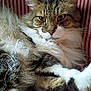 Sassy is registered to the contest to win money with this photo: cat, fluffy, tabby, white_paws, closeup, indoor, feline, pet, relaxed, couch, striped_couch, fur, whiskers, ears, nose, eyes, domestic_cat, mammal, animal, portrait