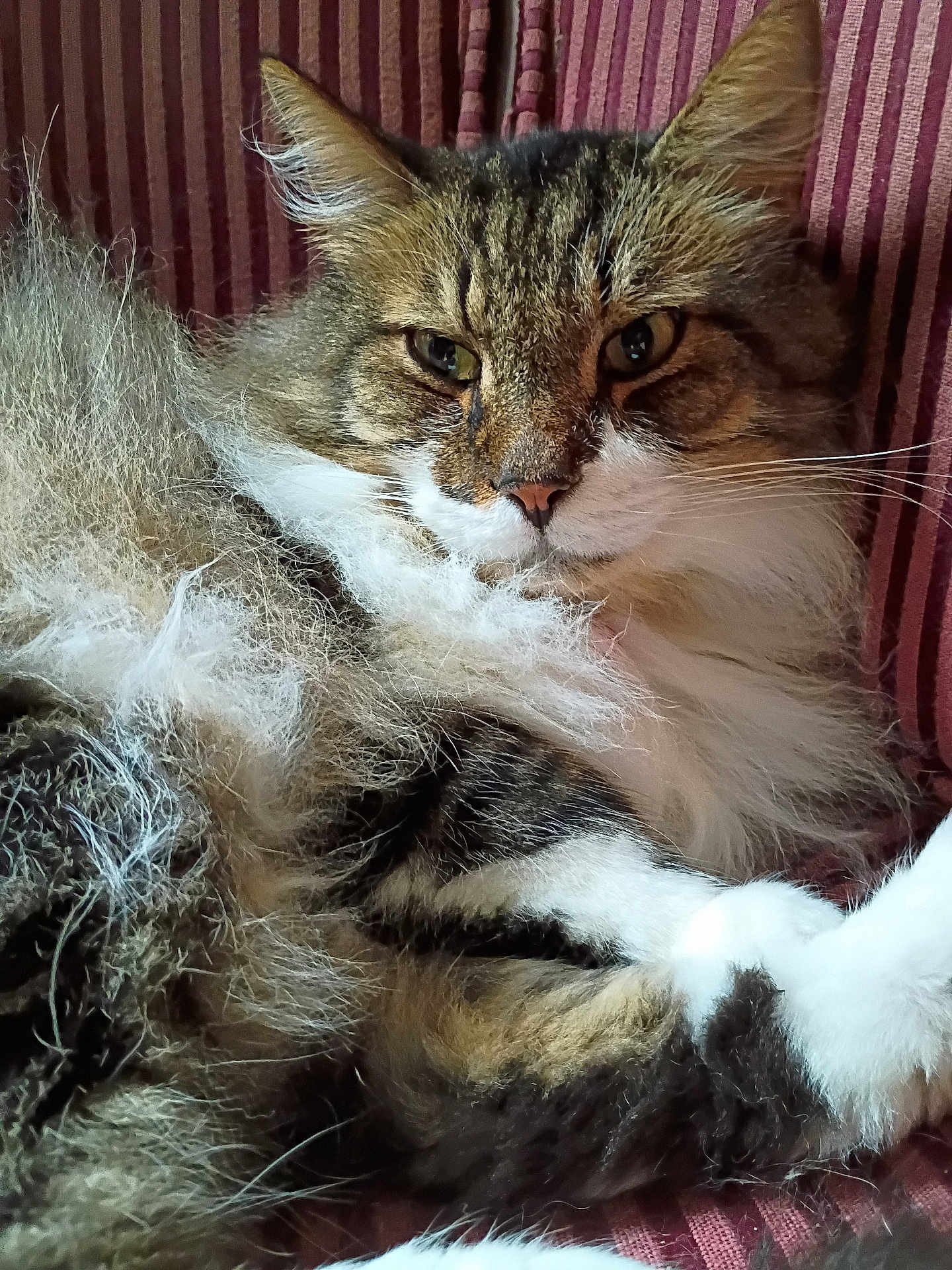 Sassy is registered to the contest to win money with this photo: cat, fluffy, tabby, white_paws, closeup, indoor, feline, pet, relaxed, couch, striped_couch, fur, whiskers, ears, nose, eyes, domestic_cat, mammal, animal, portrait