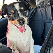 Jolene joined the competition — help win amazing prizes! dog, small_dog, car_interior, pet, tongue_out, happy, black_and_white, tan_spots, close_up, seated, window, seat_cover, animal, mammal, companion, cute, alert, ears_up, whiskers, bright_eyes