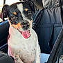 dog, small_dog, car_interior, pet, tongue_out, happy, black_and_white, tan_spots, close_up, seated, window, seat_cover, animal, mammal, companion, cute, alert, ears_up, whiskers, bright_eyes