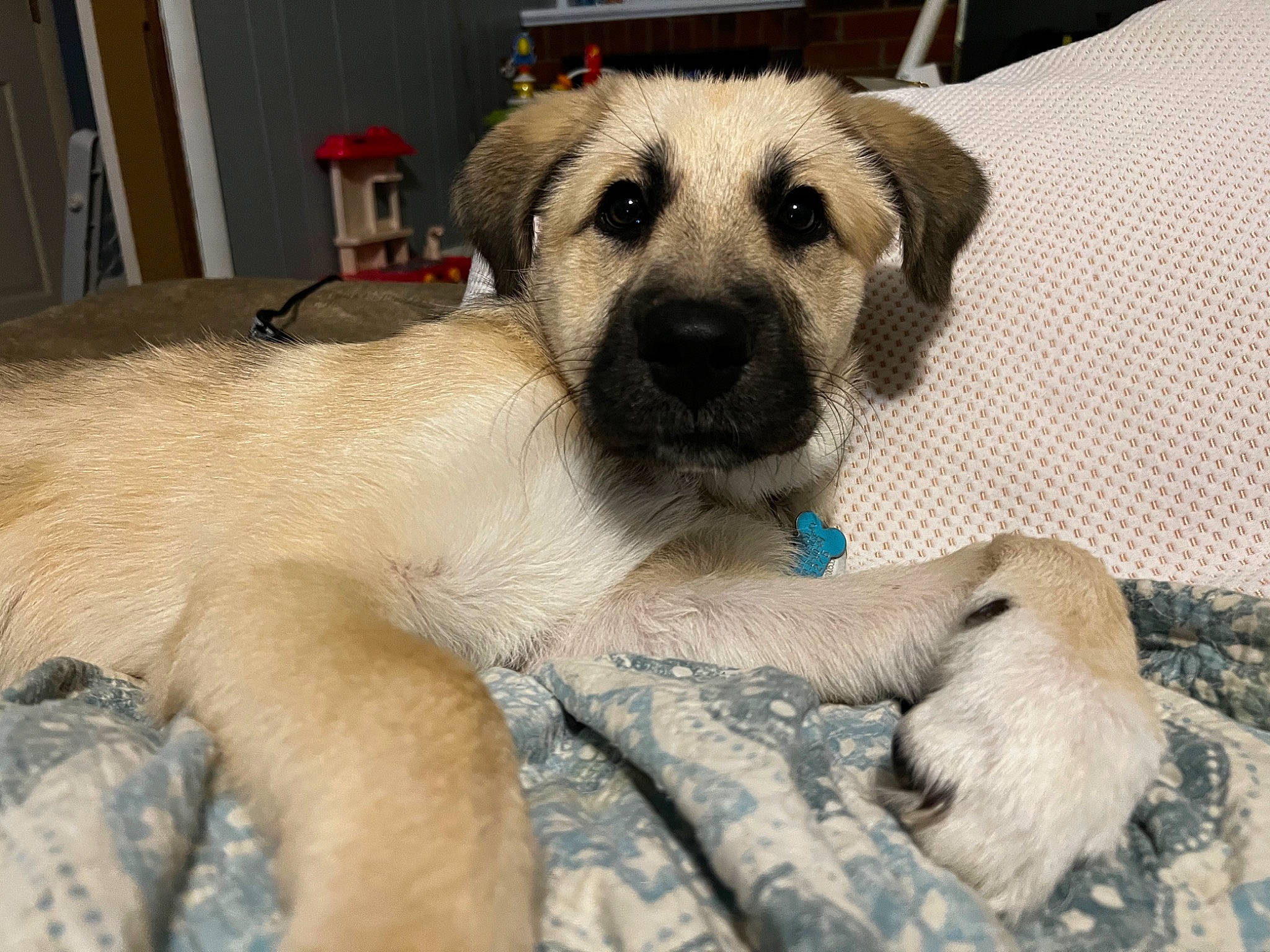 Marlie May is registered to the contest to win money with this photo: carnivore, companion_dog, dog, dog_breed, fawn, fur, paw, pet_supply, snout, sporting_group, terrestrial_animal, whiskers