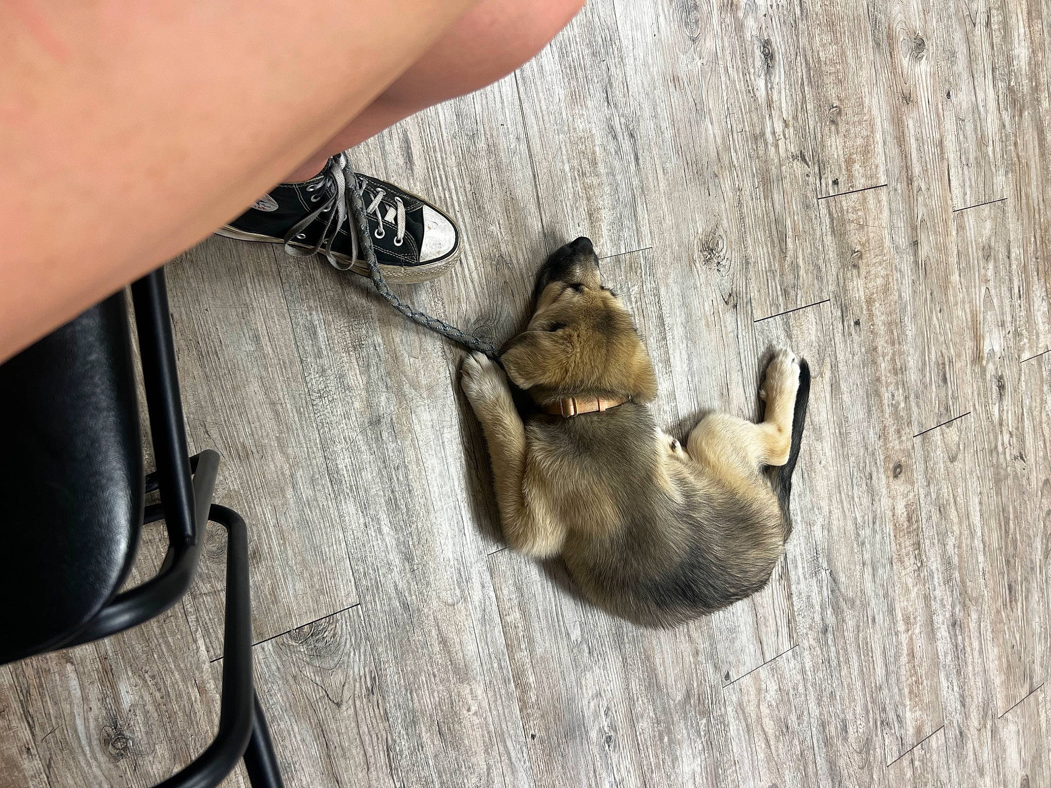 Marlie May is registered to the contest to win money with this photo: baggage, cat, claw, dog_breed, domestic_short_haired_cat, felidae, foot, fur, human_leg, luggage_and_bags, nail, paw, small_to_medium_sized_cats, tail, terrestrial_animal, tree, trunk, whiskers, wood