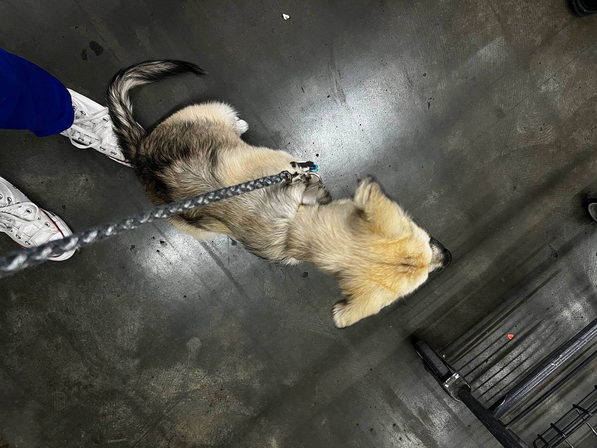 Marlie May joined the competition — help win amazing prizes! art, canidae, carnivore, claw, companion_dog, dog_breed, domestic_short_haired_cat, fawn, felidae, flooring, fur, paw, rodent, small_to_medium_sized_cats, snout, sporting_group, still_life_photography, tail, whiskers, wood