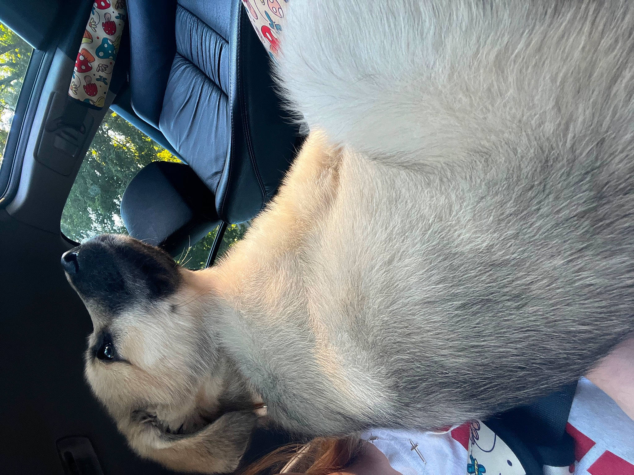 Marlie May joined the competition — help win amazing prizes! canidae, carnivore, claw, companion_dog, dog, dog_breed, fawn, felidae, foot, fur, human_leg, paw, small_to_medium_sized_cats, snout, sporting_group, tail, vehicle_door, whiskers, windshield, working_animal