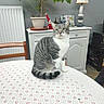cat, tabby_cat, indoor, table, tablecloth, plant, potted_plant, cabinet, furniture, chair, decoration, santa_figure, knickknacks, gray_cat, white_cat, striped_cat, pet, domestic_animal, home, cozy