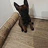 animal, black_fur, brown_fur, curious, cute, dog, domestic_animal, door, ears, floor, indoor, looking_up, pet, puppy, rolled_mat, shadow, sitting, wall, wooden_floor, young_dog