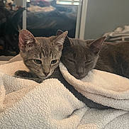 Ozzy is registered to the contest to win money with this photo: kittens, cats, sleepy, cozy, blanket, bedroom, indoors, gray_fur, tabby, pet, cuddling, resting, relaxed, cute, animal, portrait, soft_lighting, window, bedding, home