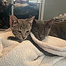 kittens, cats, sleepy, cozy, blanket, bedroom, indoors, gray_fur, tabby, pet, cuddling, resting, relaxed, cute, animal, portrait, soft_lighting, window, bedding, home