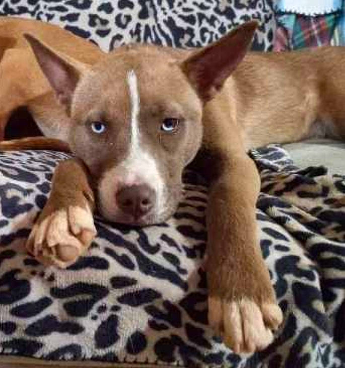 Becky Solis is registered to the contest to win money with this photo: animal, ball, bostonbull, boxer, bulldog, canine, chihuahua, dog, hound, husky, labradorretriever, pet, pitbull, pointer, puppy, snout, sport, tennis, tennisball, terrier