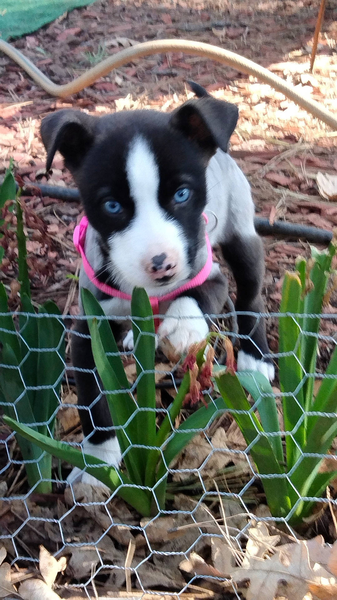 Patcra joined the competition — help win amazing prizes! animal, architecture, ball, bulldog, canine, dog, football, grass, herbal, herbs, husky, leaf, outdoors, pet, plant, puppy, soccer, soccerball, soil, sport