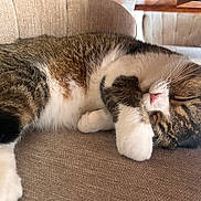 Pablo participe au concours pour gagner de l'argent avec cette photo : cat, tabby, sleeping, paw, couch, indoor, pet, fur, whiskers, cozy, relaxed, closeup, animal, resting, cute, feline, domestic, brown, white, pink_nose