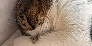 Pablo a rejoint le concours — aidez-le/la à gagner de superbes lots ! cat, sleeping, paw, fur, cozy, blanket, white, brown, tabby, cute, pet, whiskers, indoor, resting, closeup, soft, animal, domestic, relaxation, feline
