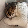 cat, sleeping, paw, fur, cozy, blanket, white, brown, tabby, cute, pet, whiskers, indoor, resting, closeup, soft, animal, domestic, relaxation, feline