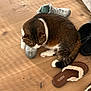 Pablo participe au concours pour gagner de l'argent avec cette photo : cat, sneaker, floor, wooden_floor, slippers, sandals, pet, indoor, cozy, resting, brown, white, tabby, paw, cute, animal, furry, relaxed, shoe, home