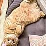 cat, ginger_cat, kitten, lying_down, belly_up, blanket, knitted_blanket, pillow, window, indoor, cozy, plush_toy, mouse_toy, relaxed, cute, pet, fur, whiskers, ears, home