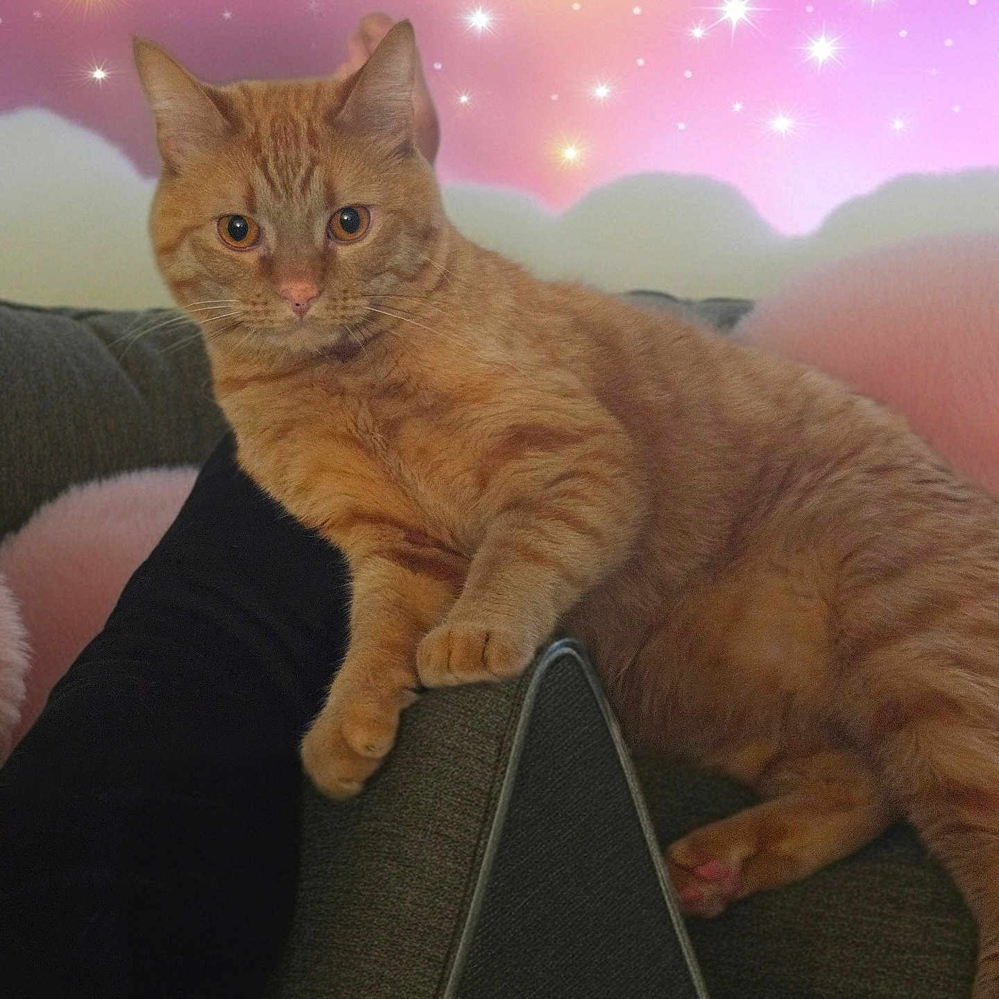 Crixus is registered to the contest to win money with this photo: animal, background, cat, couch, cozy, ears, fur, furniture, home, indoor, orange_tabby, paws, pet, pink, relaxing, resting, soft, sparkles, stars, whiskers