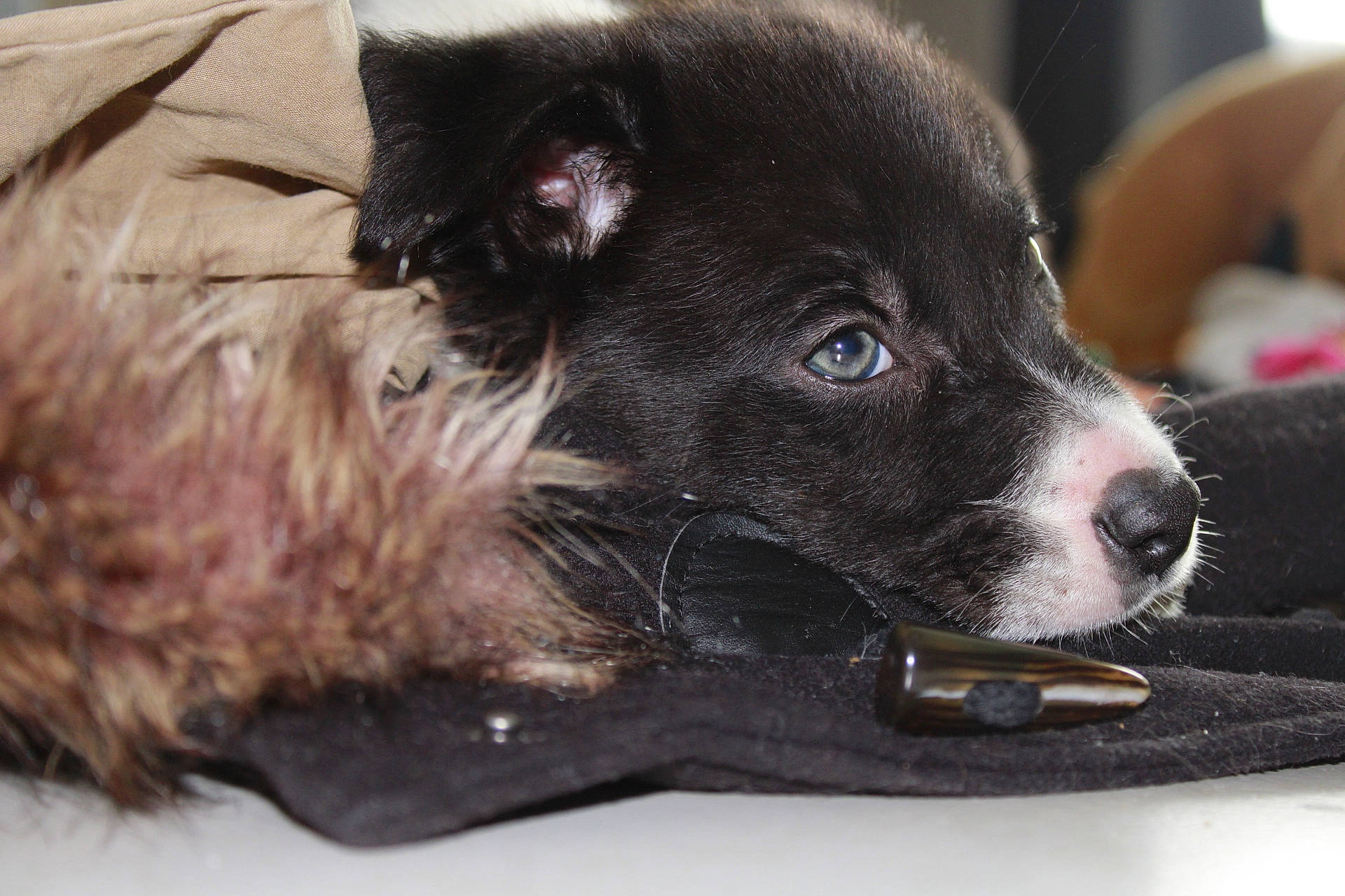 Georgy a rejoint le concours — aidez-le/la à gagner de superbes lots ! borador, carnivore, collar, companion_dog, dog, dog_breed, dog_collar, fur, non_sporting_group, snout, sporting_group, terrestrial_animal, terrier, toy_dog, whiskers, working_animal