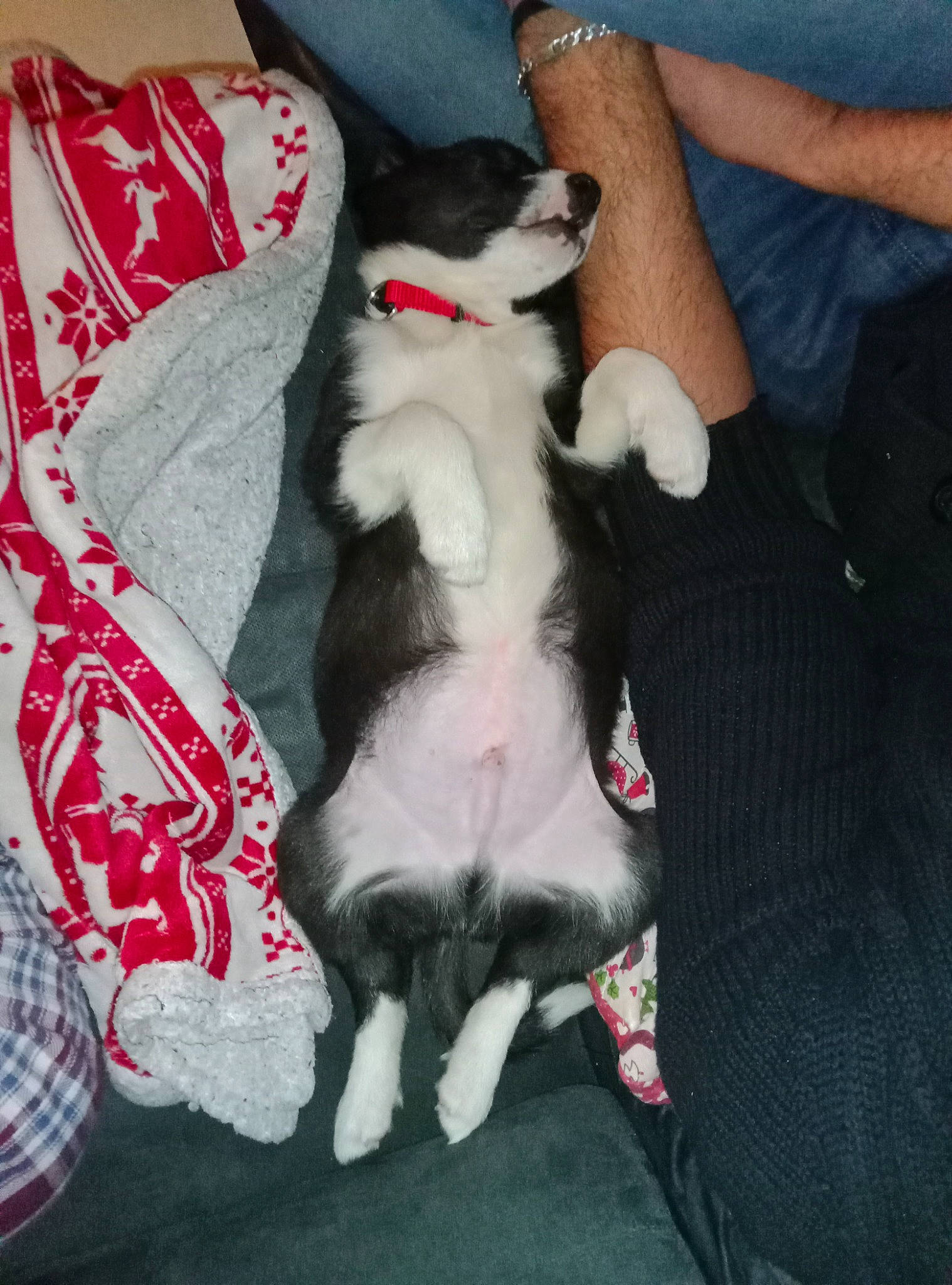 Georgy participe au concours pour gagner de l'argent avec cette photo : carmine, carnivore, comfort, companion_dog, dog, dog_breed, dog_supply, fawn, felidae, fur, lap, linens, paw, pillow, sporting_group, tail, thigh, toy_dog, whiskers, working_animal