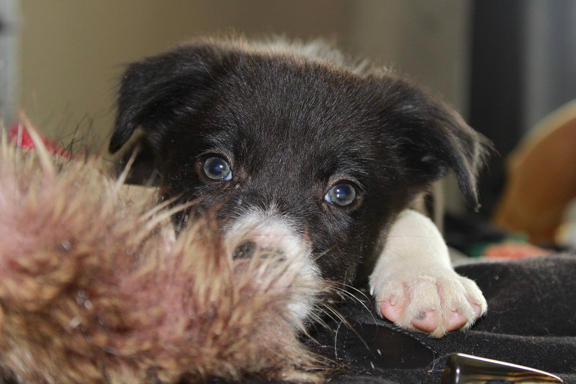 Georgy participe au concours pour gagner de l'argent avec cette photo : borador, canidae, carnivore, companion_dog, dog, dog_breed, fur, non_sporting_group, paw, pet_supply, puppy, small_terrier, snout, sporting_group, terrestrial_animal, terrier, toy_dog, whiskers, working_animal