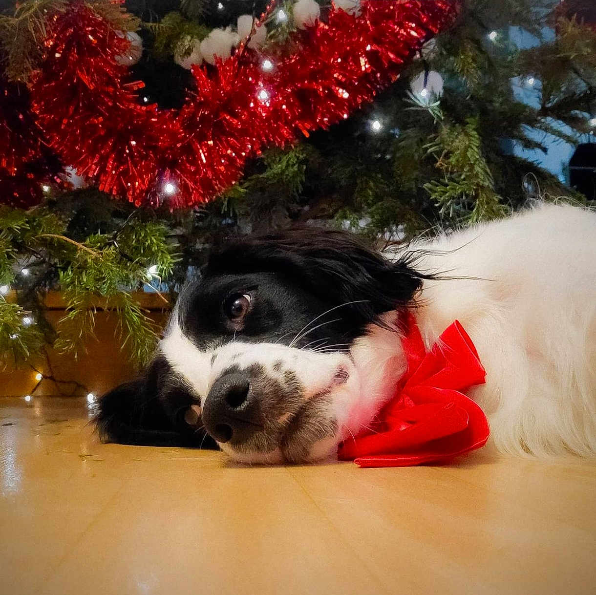 Alita a rejoint le concours — aidez-le/la à gagner de superbes lots ! dog, pet, christmas_tree, tinsel, fairy_lights, red_bow, ribbon, hardwood_floor, black_and_white_fur, closeup, lying_down, nose, whiskers, holiday, festive, indoors, pine_branches, ornaments, cozy, holiday_decor